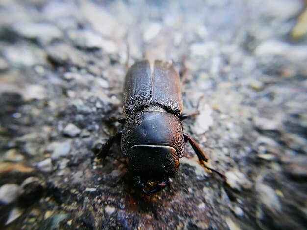 Foto nahaufnahme eines insekten auf einem felsen