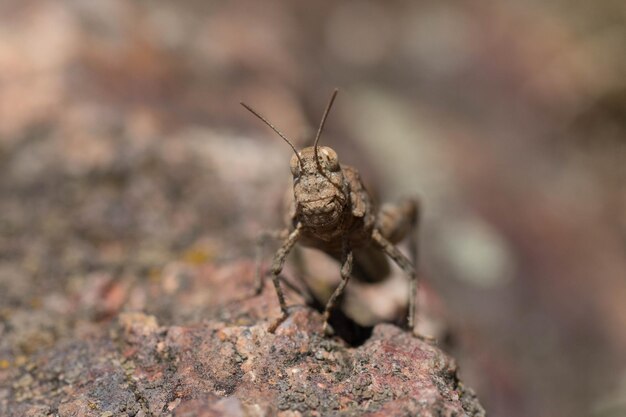 Foto nahaufnahme eines insekten auf einem felsen