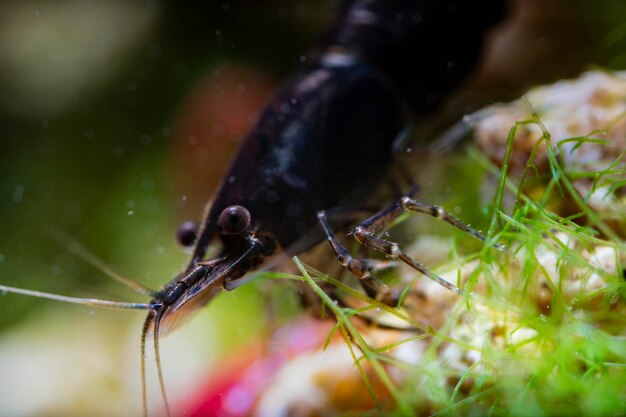 Nahaufnahme eines Insekten auf einem nassen Blatt