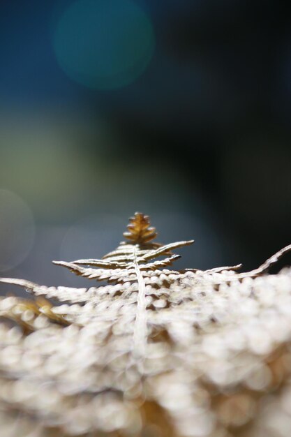 Foto nahaufnahme eines insekten auf einem seil