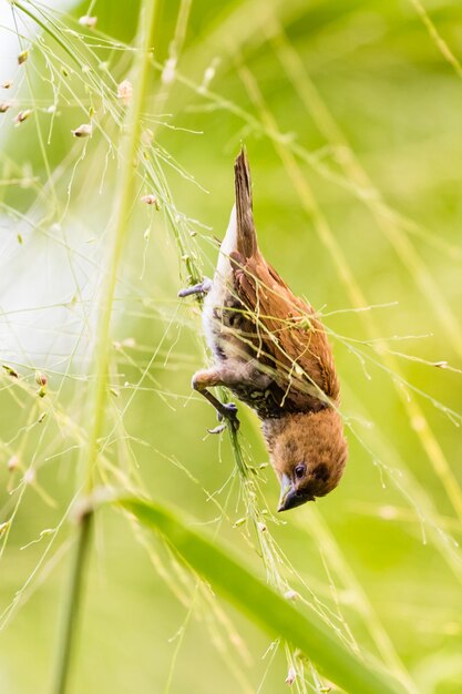 Foto nahaufnahme eines insekten auf einem spinnennetz