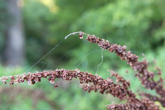 Foto nahaufnahme eines insekten auf einem spinnennetz