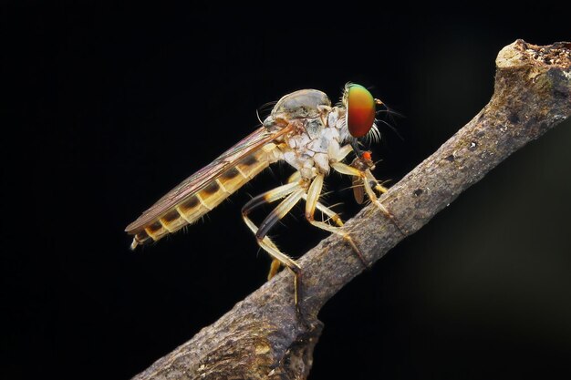 Foto nahaufnahme eines insekten auf einem zweig vor schwarzem hintergrund