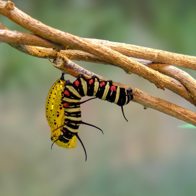 Nahaufnahme eines Insekten auf einem Zweig