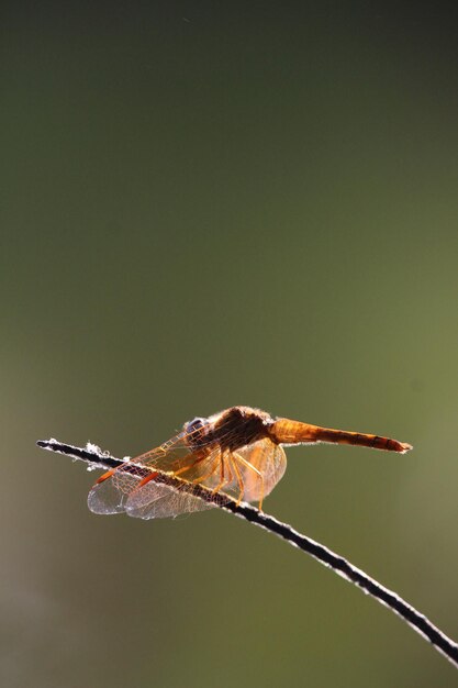 Foto nahaufnahme eines insekten auf einem zweig