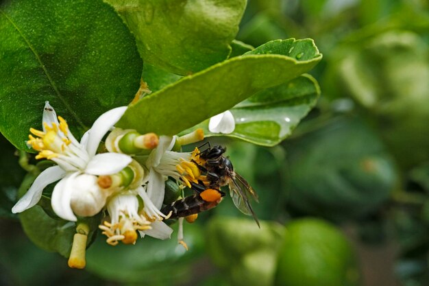 Foto nahaufnahme eines insekten auf einer blume