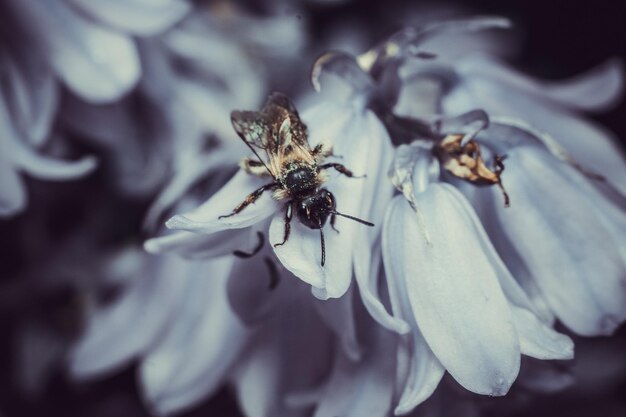 Foto nahaufnahme eines insekten auf einer blume