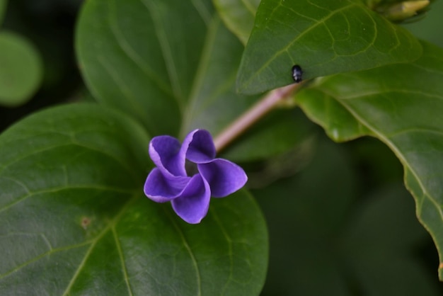 Foto nahaufnahme eines insekten auf einer blume