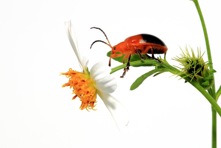 Foto nahaufnahme eines insekten auf einer blume