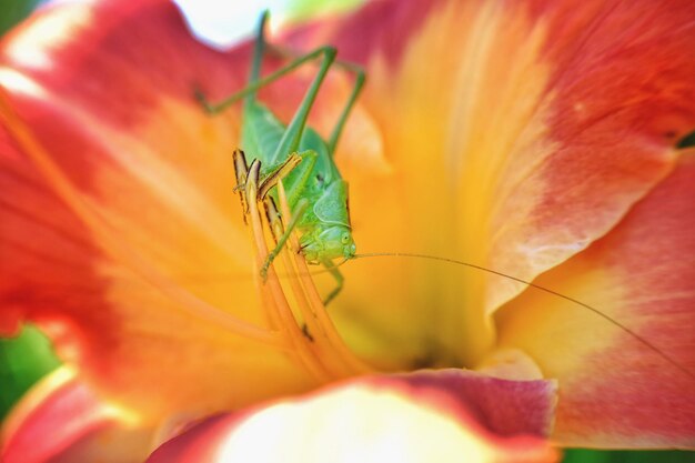 Foto nahaufnahme eines insekten auf einer blume