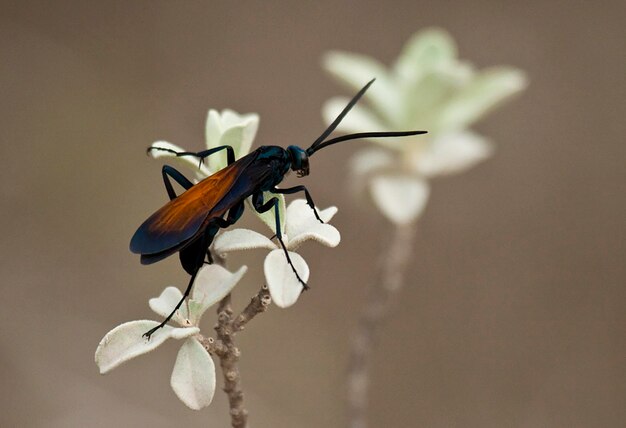 Foto nahaufnahme eines insekten auf einer blume