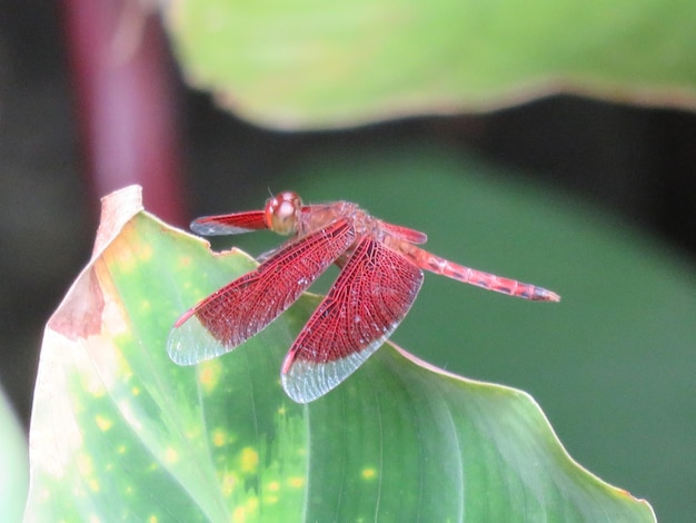 Foto nahaufnahme eines insekten auf einer blume