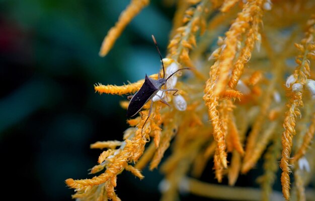 Foto nahaufnahme eines insekten auf einer blume