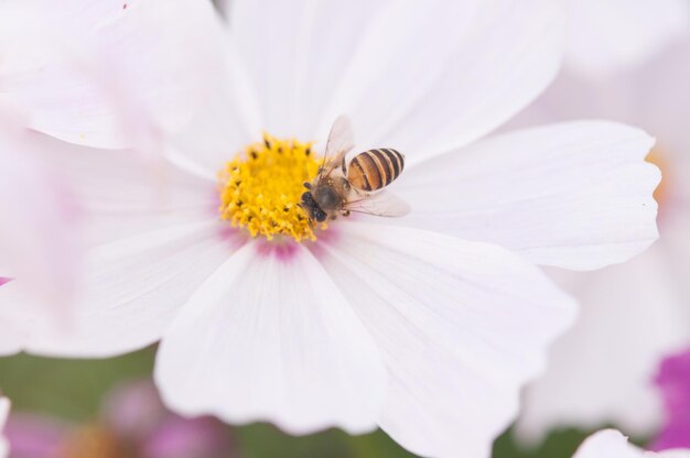 Foto nahaufnahme eines insekten auf einer blume