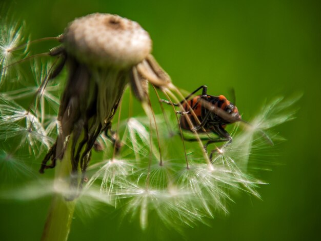 Foto nahaufnahme eines insekten auf einer blume