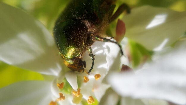 Foto nahaufnahme eines insekten auf einer blume