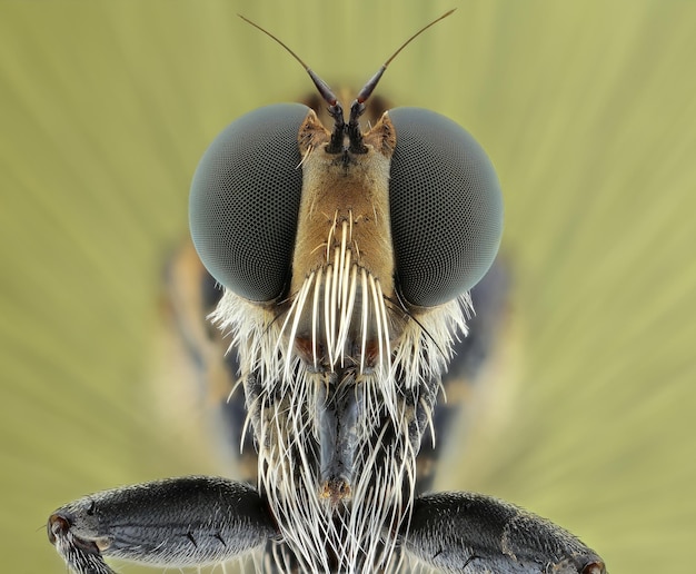 Foto nahaufnahme eines insekten auf einer blume