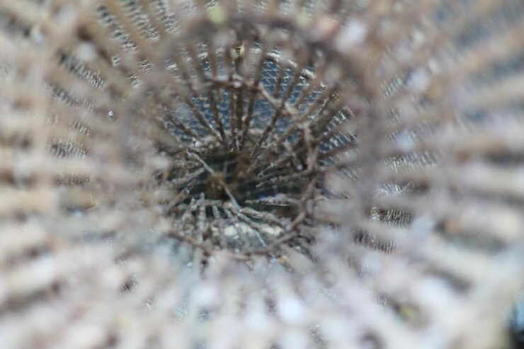 Foto nahaufnahme eines insekten auf einer blume