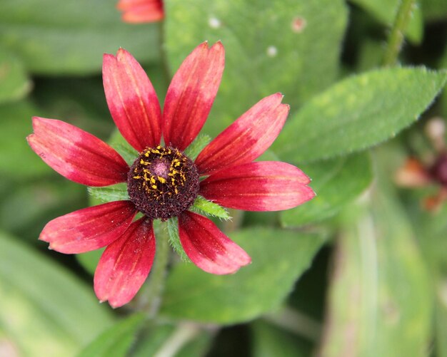 Foto nahaufnahme eines insekten auf einer blume