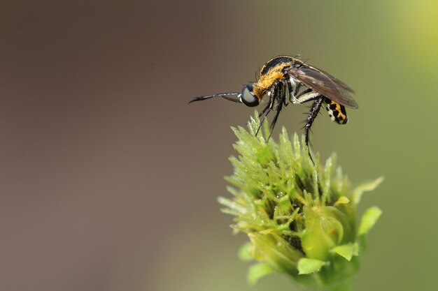 Foto nahaufnahme eines insekten auf einer blume