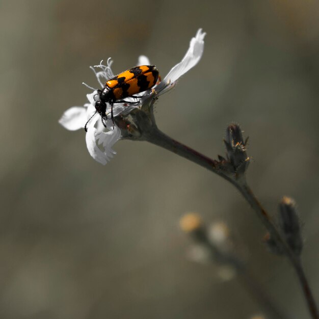 Foto nahaufnahme eines insekten auf einer blume