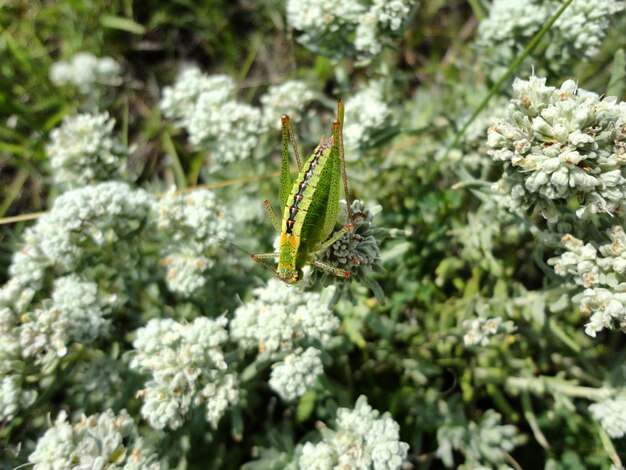 Foto nahaufnahme eines insekten auf einer blume