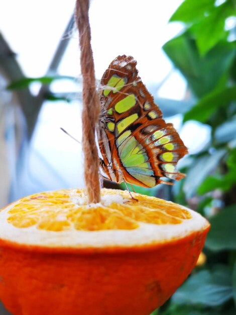 Foto nahaufnahme eines insekten auf einer frucht