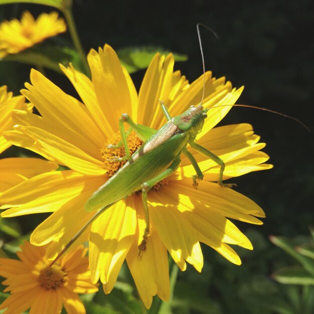 Foto nahaufnahme eines insekten auf einer gelben blume