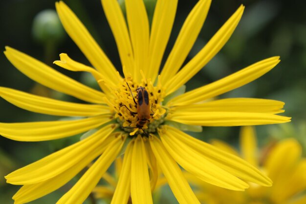 Foto nahaufnahme eines insekten auf einer gelben blume