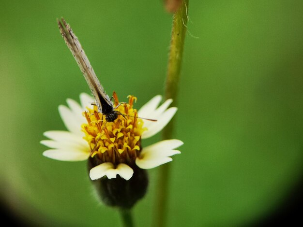 Foto nahaufnahme eines insekten auf einer gelben blume