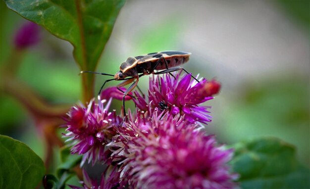 Foto nahaufnahme eines insekten auf einer lila blüte