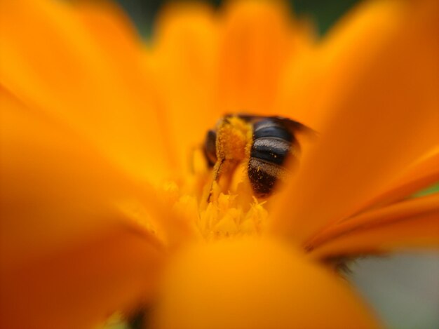 Nahaufnahme eines Insekten auf einer Orangenblume