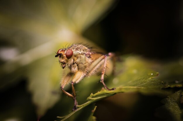 Foto nahaufnahme eines insekten auf einer pflanze