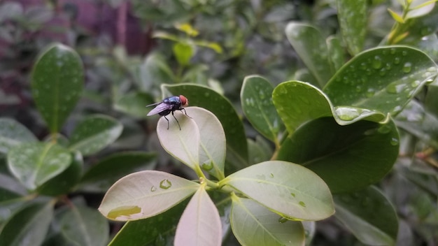 Foto nahaufnahme eines insekten auf einer pflanze