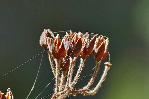 Foto nahaufnahme eines insekten auf einer pflanze