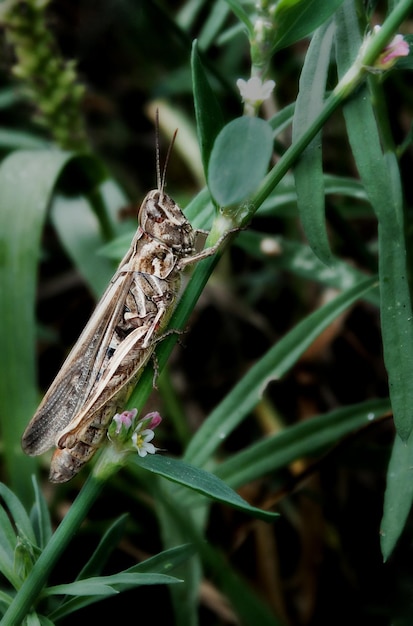 Nahaufnahme eines Insekten auf einer Pflanze.