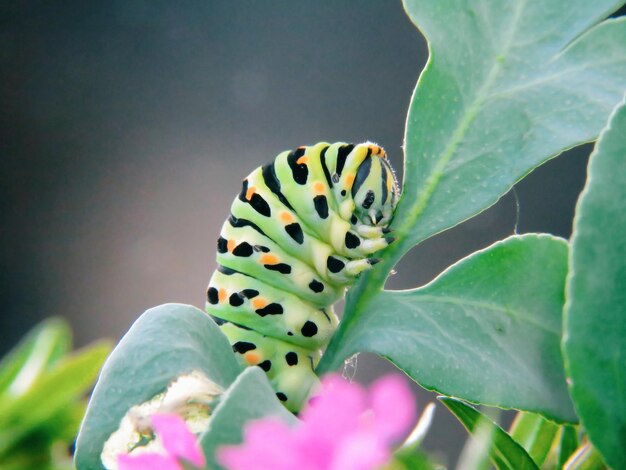 Foto nahaufnahme eines insekten auf einer pflanze