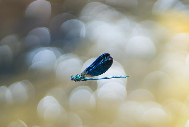 Foto nahaufnahme eines insekten auf einer pflanze