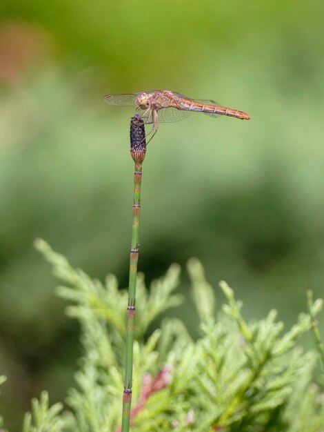 Nahaufnahme eines Insekten auf einer Pflanze