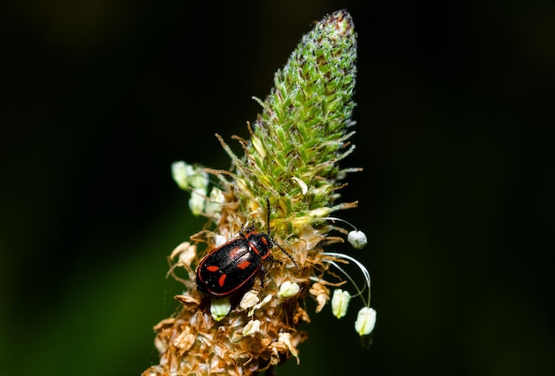 Foto nahaufnahme eines insekten auf einer pflanze