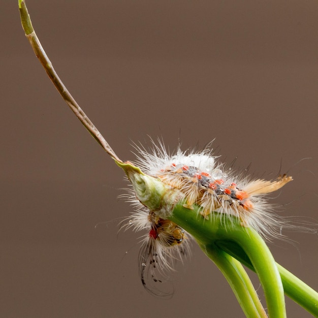 Nahaufnahme eines Insekten auf einer Pflanze