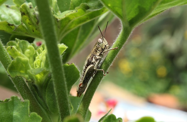 Foto nahaufnahme eines insekten auf einer pflanze