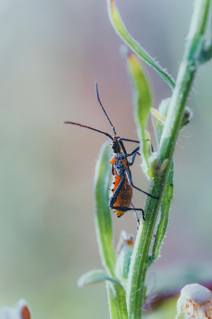 Foto nahaufnahme eines insekten auf einer pflanze