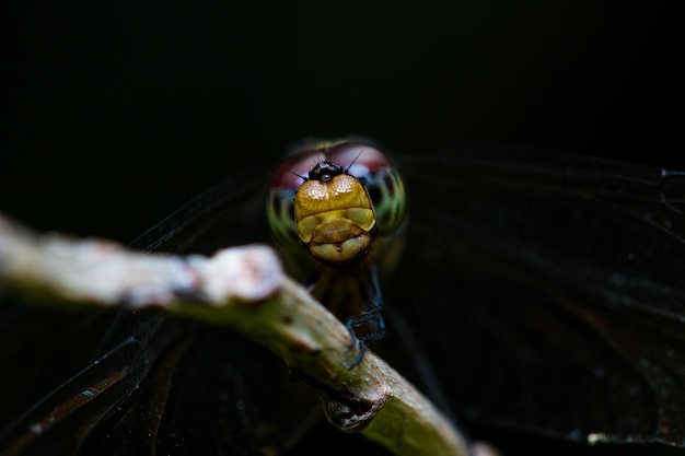 Foto nahaufnahme eines insekten auf einer pflanze