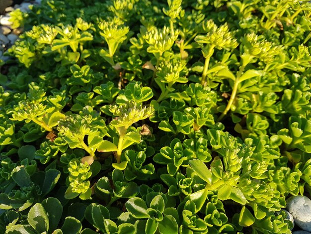 Foto nahaufnahme eines insekten auf einer pflanze