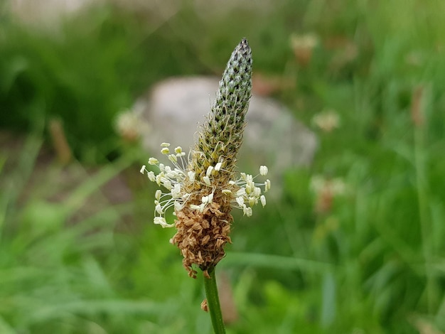 Nahaufnahme eines Insekten auf einer Pflanze