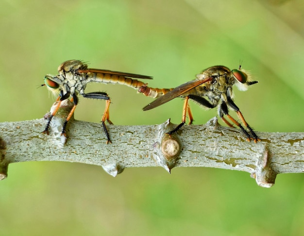 Foto nahaufnahme eines insekten auf einer pflanze