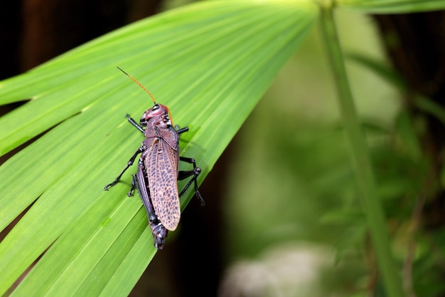 Nahaufnahme eines Insekten auf einer Pflanze