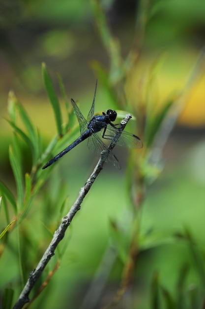 Foto nahaufnahme eines insekten auf einer pflanze