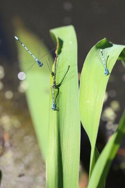 Foto nahaufnahme eines insekten auf einer pflanze